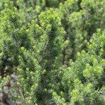 Smrek biely (Picea glauca) ‘DECEMBER’ – výška 40-50 cm, kont. C3L